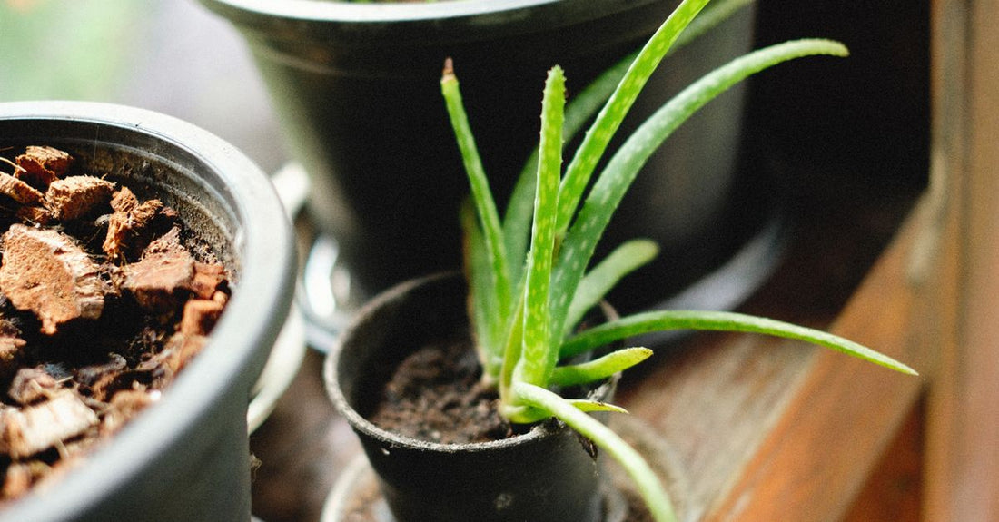 Fresh aloe vera plant in a pot, illustrating a key step from the aloe vera buying guide.
