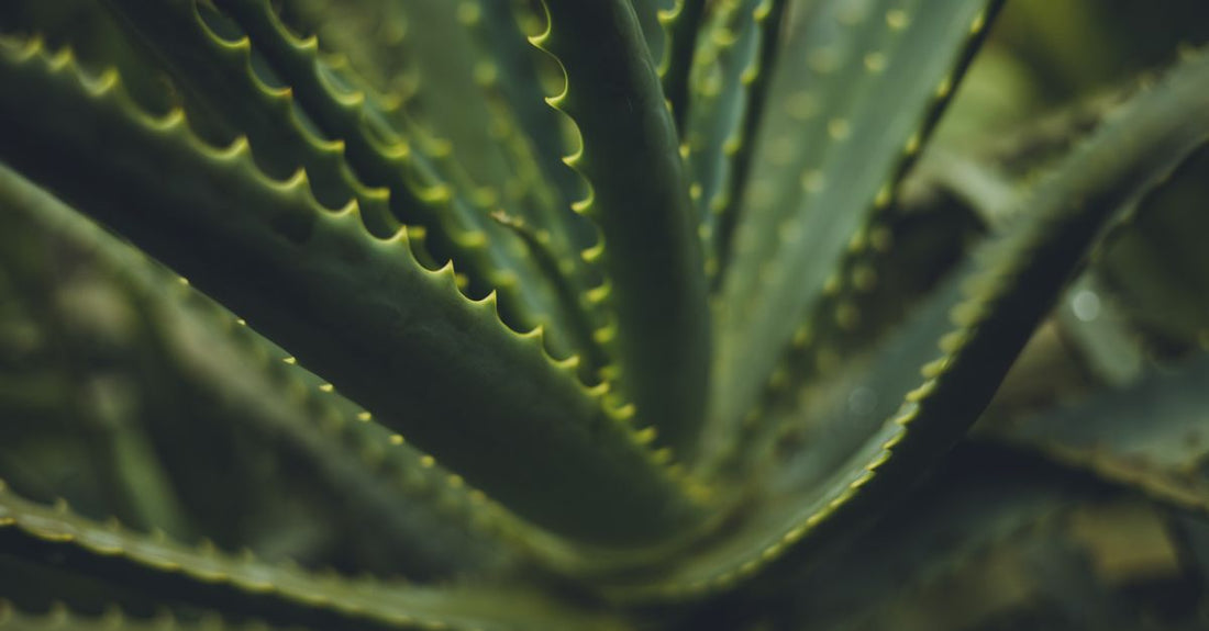 A soothing aloe vera after sun gel bottle on a clean white background, illustrating how to choose after sun products for effective skin repair.