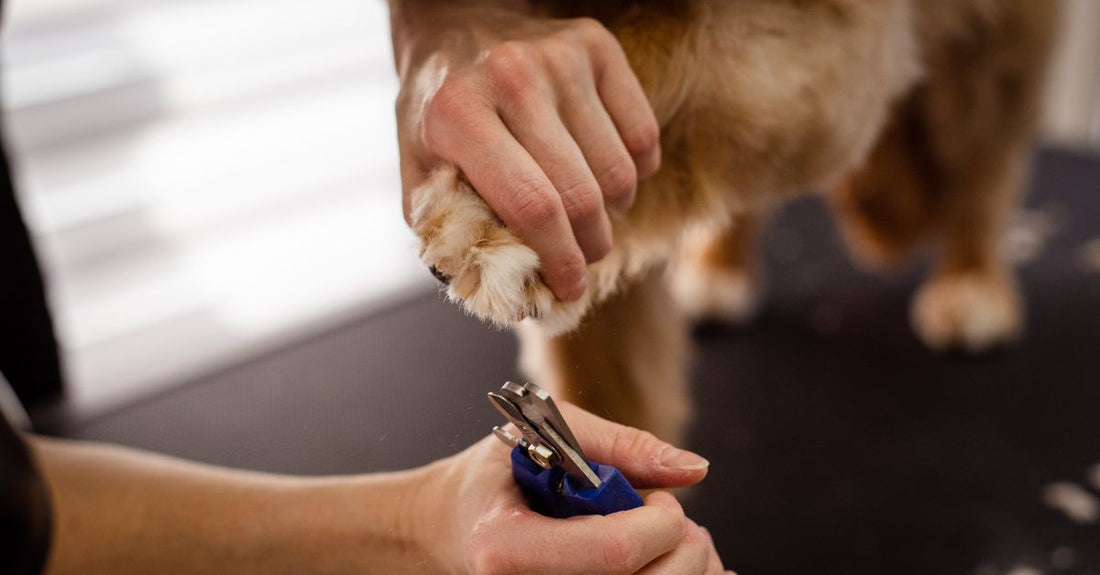 A stainless-steel pet nail clipper with orange handles on a white background, demonstrating a quality claw care buying guide choice.
