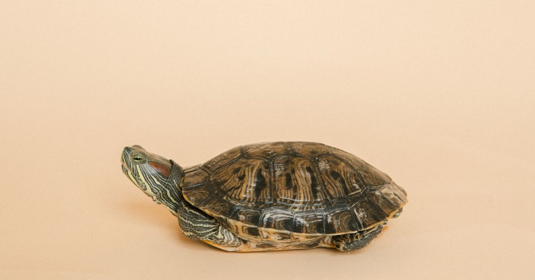 A large tortoise shell hair claw clip on a white background, showcasing strong hinge and interlocking teeth, best claws 2026
