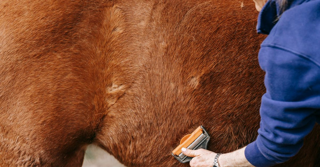 A high-quality wooden coat brush with natural bristles, essential for coat care buying guide UK.