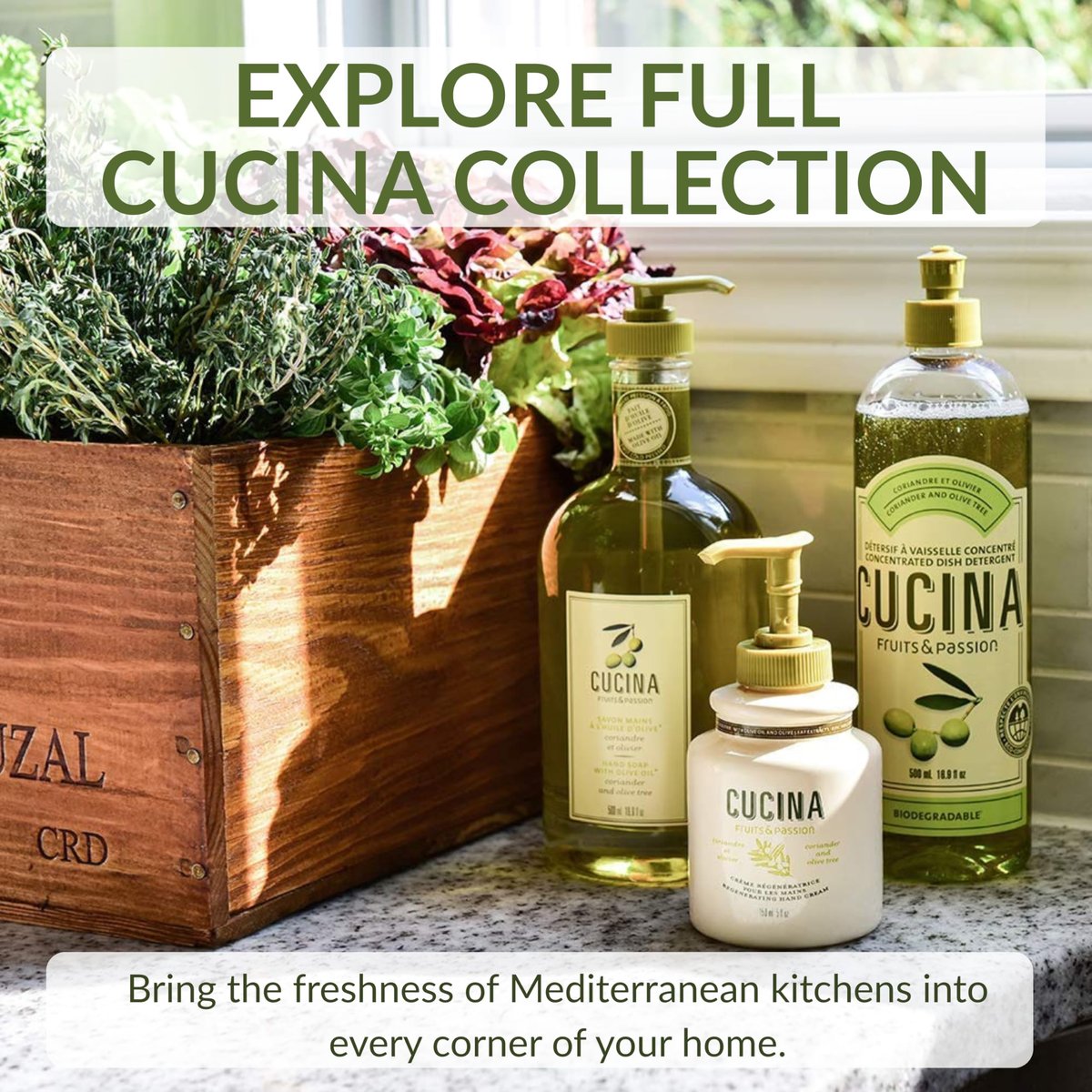 Cucina Coriander and Olive Tree 33.8 oz Purifying Hand Wash Refill Avelisse