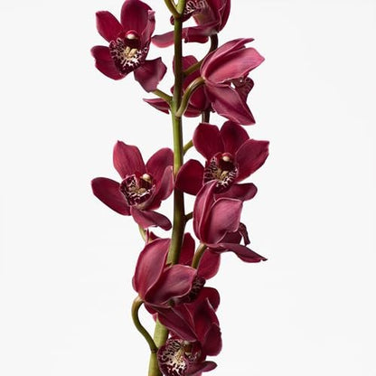Calvin Klein Euphoria Body Lotion – Pomegranate, Black Orchid & Mahogany Wood, 6.7 fl oz Avelisse