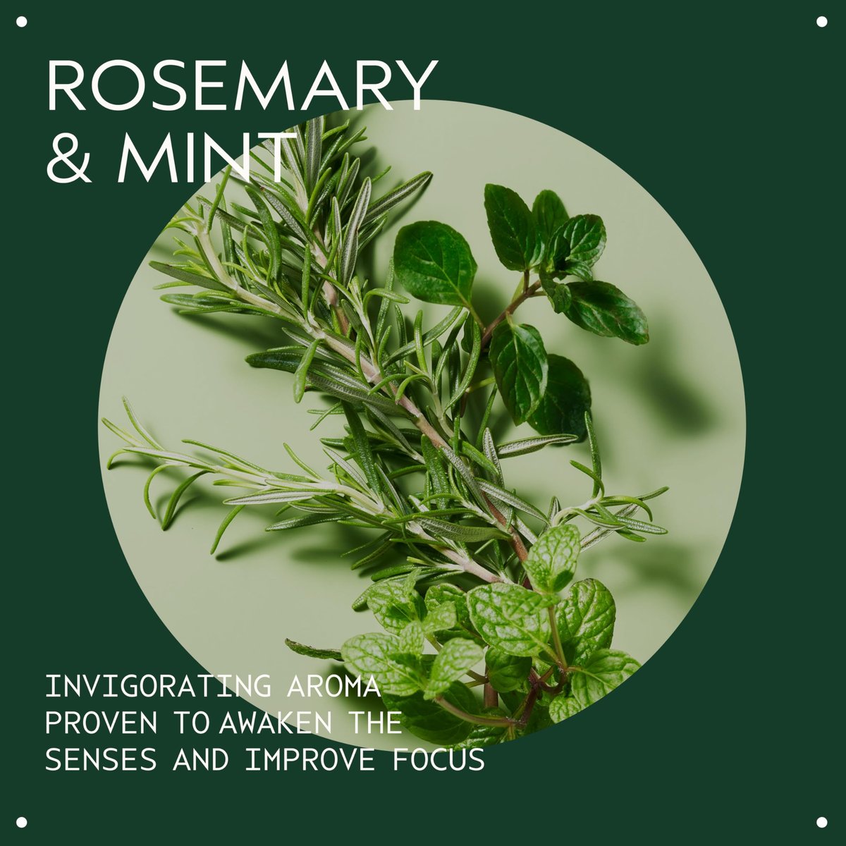 Aveda Rosemary Mint Body Lotion – Lightweight Cooling Moisturizer with Menthol, Organic Peppermint & Rosemary, 6.7 fl oz Avelisse