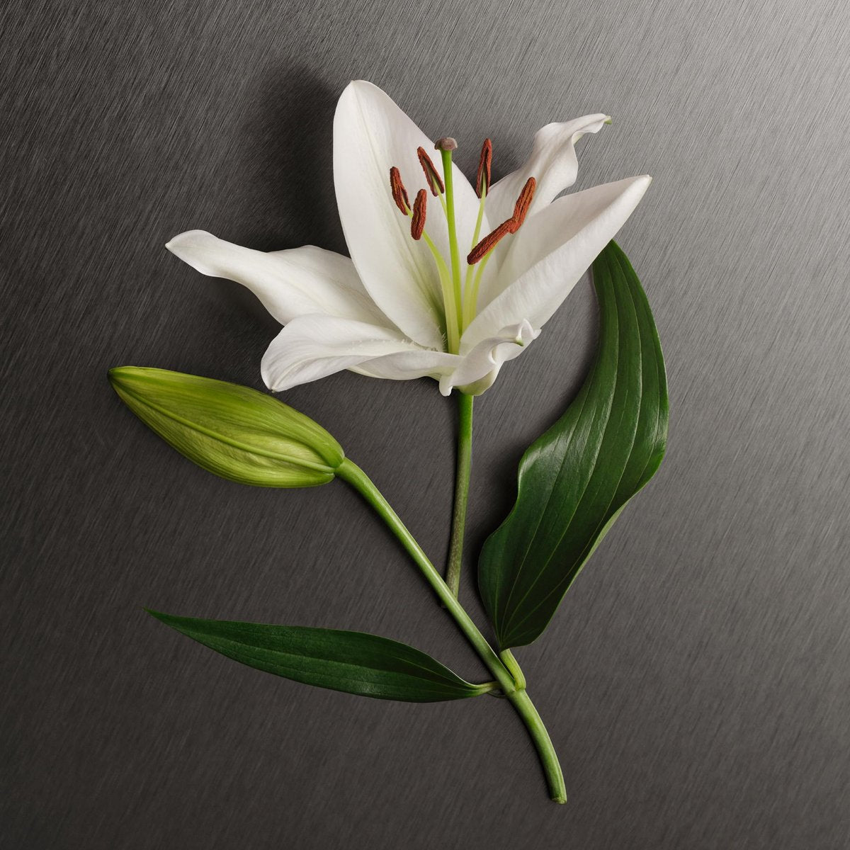 Calvin Klein Eternity Body Lotion with Bergamot, White Rose, Sandalwood & Amber – 6.7 fl oz Avelisse