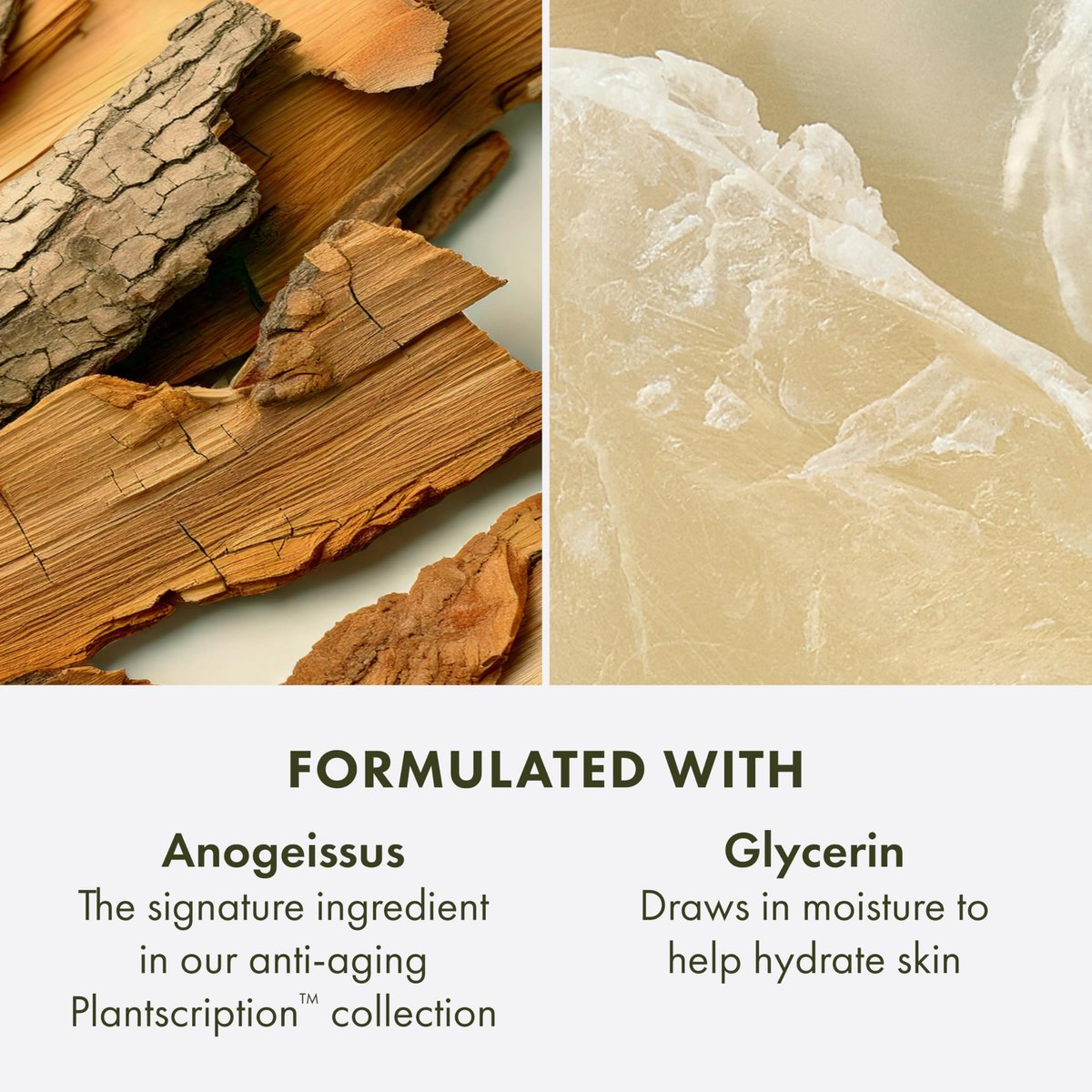 Origins Plantscription Anti-Aging Cleanser – Gentle Face Wash with Glycerin & Anogeissus for All Skin Types (5 Fl Oz) Avelisse