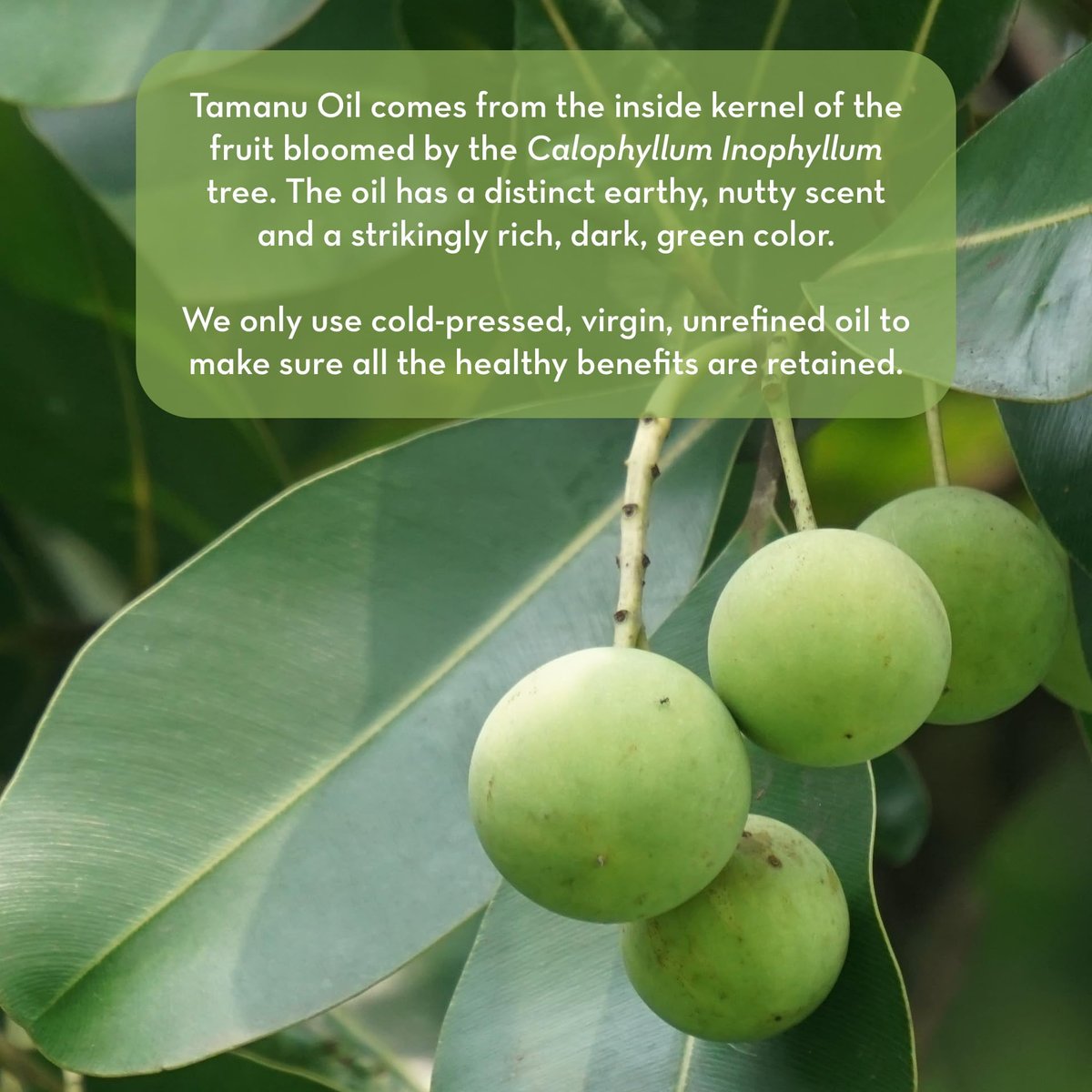 Pure Body Naturals Cold Pressed Tamanu Oil - 4 Fl Oz - Calms Irritated Skin & Moisturises Dry Scaly Skin Avelisse