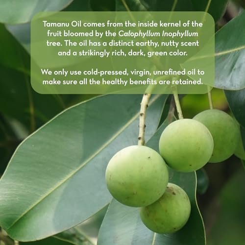 Pure Body Naturals Cold Pressed Tamanu Oil - 4 Fl Oz - Calms Irritated Skin & Moisturises Dry Scaly Skin Avelisse