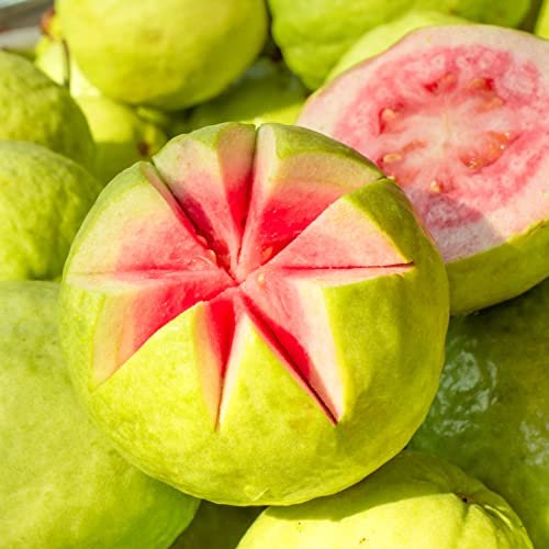 Petal Fresh Body Butter - Guava Nectar, 8 oz - Intense Moisturizer for Dry Skin - görsel 10