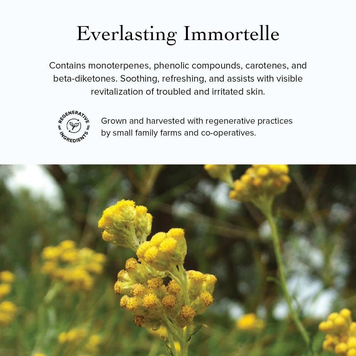 evanhealy Wild Carrot Immortelle Eye Balm | Organic Travel Moisturizer Stick | Hydrating Balm to Brighten Skin Around Eyes, Face, & Body | On the Go Moisturizer Avelisse