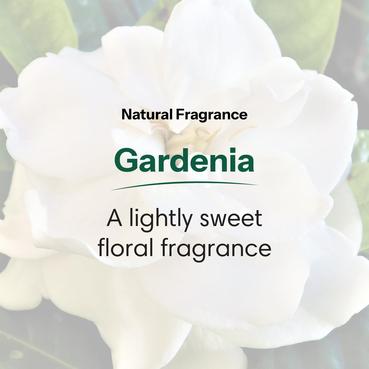 ShiKai Daily Moisturizing Shower Gel - Gardenia, 12 oz (Pack of 2) - Gentle Formula with Aloe Vera & Oatmeal for Soft, Healthy Skin - Dry Skin Relief Avelisse