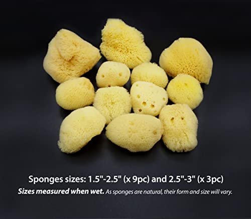 Constantia Beauty Natural Sea Silk Sponges - 12 Pack Reusable Cosmetic Sponges for Makeup Application, Blending & Removal, Face & Eye Cleaning, Yellow Avelisse