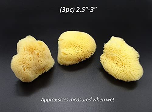 Constantia Beauty Natural Sea Silk Sponges - 12 Pack Reusable Cosmetic Sponges for Makeup Application, Blending & Removal, Face & Eye Cleaning, Yellow Avelisse