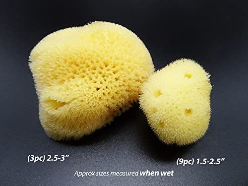 Constantia Beauty Natural Sea Silk Sponges - 12 Pack Reusable Cosmetic Sponges for Makeup Application, Blending & Removal, Face & Eye Cleaning, Yellow Avelisse