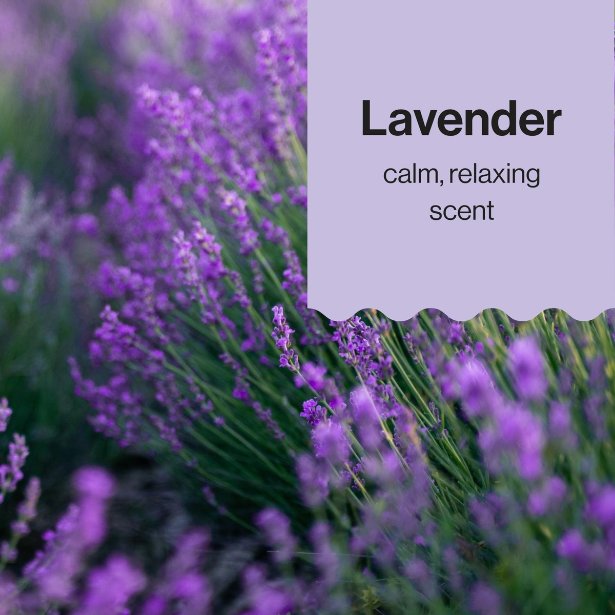 The Honest Company Hydrating Face & Body Lotion – Lavender Calm, Fast Absorbing, Naturally Derived, Hypoallergenic, 8.5 fl oz - görsel 11