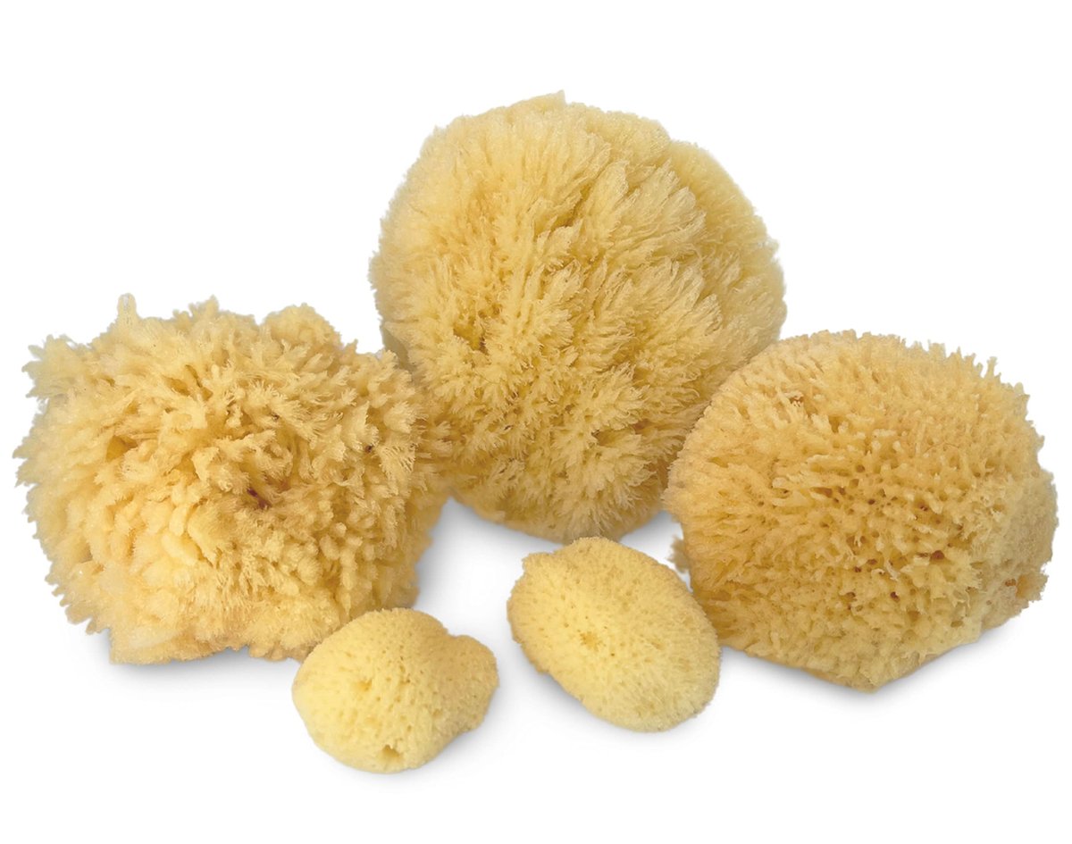 Real Natural Sea Sponges Multipack – 5pc Spa Gift Set in Premium Bag, Kind on Skin, for Bath Shower Facial Cleansing, Pamper Moms Brides Girlfriends & Teens (5 Pack Standard Packaging) - görsel 3