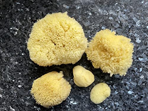 Real Natural Sea Sponges Multipack – 5pc Spa Gift Set in Premium Bag, Kind on Skin, for Bath Shower Facial Cleansing, Pamper Moms Brides Girlfriends & Teens (5 Pack Standard Packaging) - görsel 8