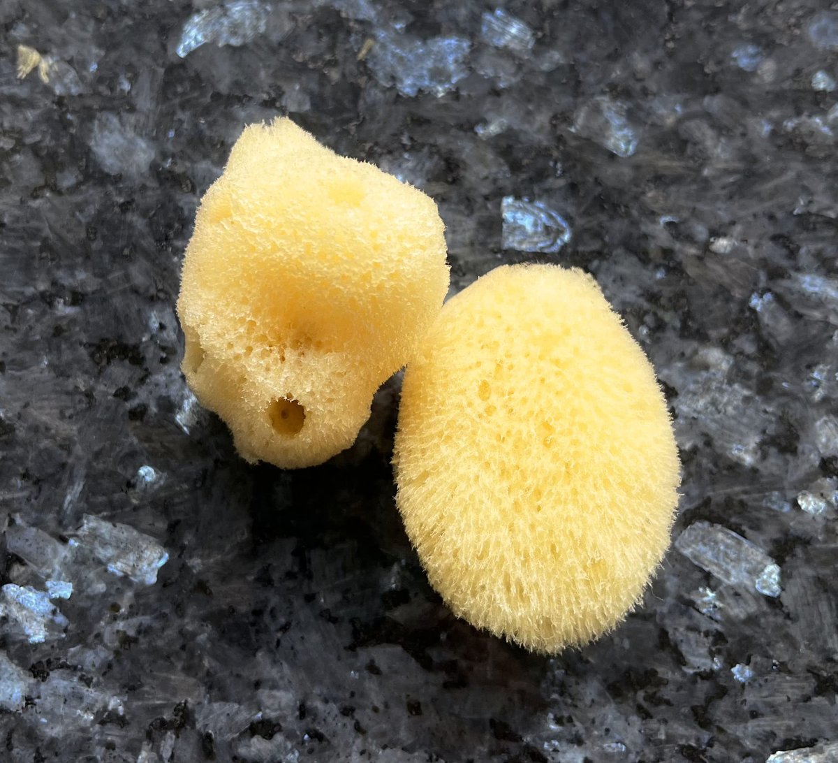 Real Natural Sea Sponges Multipack – 5pc Spa Gift Set in Premium Bag, Kind on Skin, for Bath Shower Facial Cleansing, Pamper Moms Brides Girlfriends & Teens (5 Pack Standard Packaging) - görsel 9