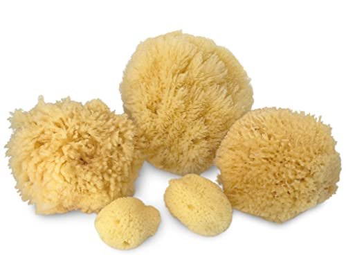 Real Natural Sea Sponges Multipack – 5pc Spa Gift Set in Premium Bag, Kind on Skin, for Bath Shower Facial Cleansing, Pamper Moms Brides Girlfriends & Teens (5 Pack Standard Packaging) - görsel 4