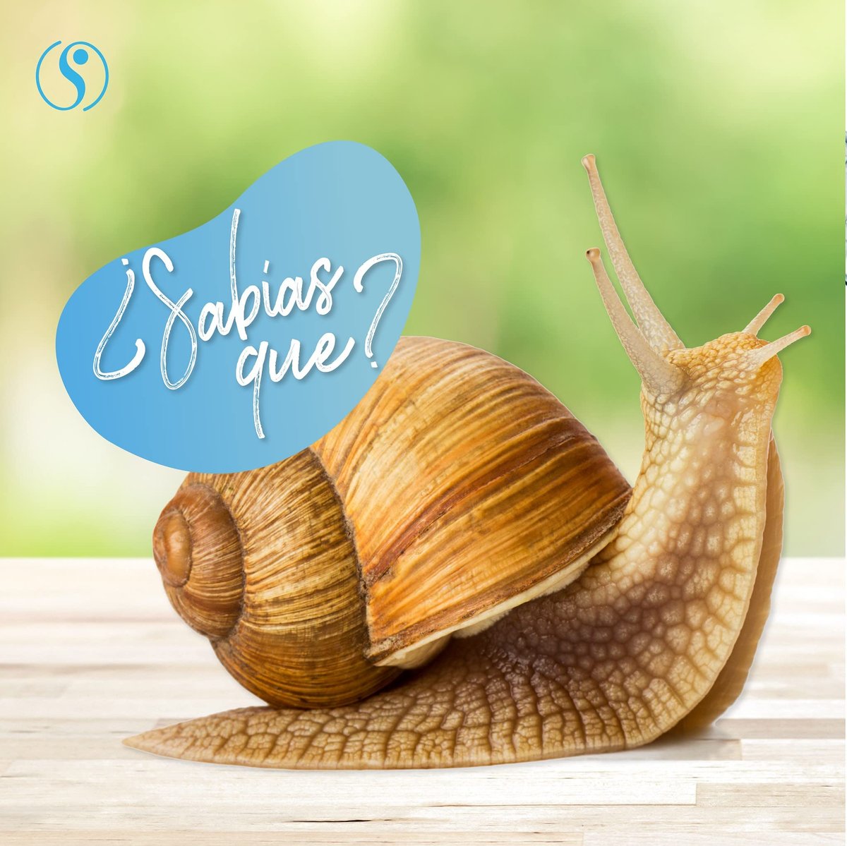 Sheló NABEL Baba de Caracol Snail Cream Face Moisturizer - 9.3 Fl Oz Avelisse
