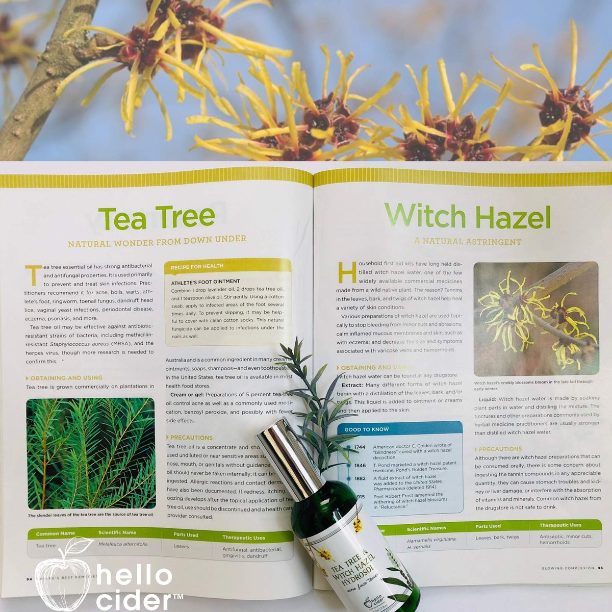 Tea Tree Witch Hazel Face Toner - Organic Hydrosol Astringent Facial Spray for Blemishes, Acne, pH Balance - All Skin Types - Hello Cider (3 Fl Oz) - görsel 7