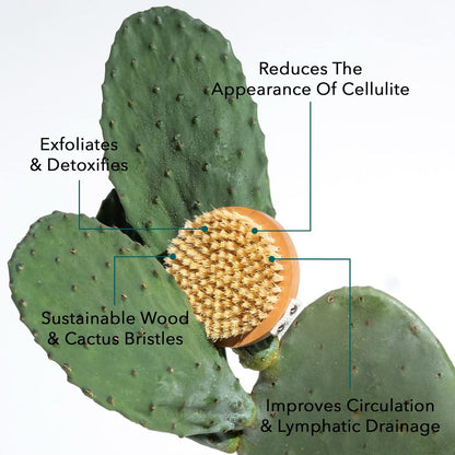 Legology Premium Natural Exfoliating Body Brush for Skin Detox & Cellulite - Lymph-Lite Boom Brush for Body