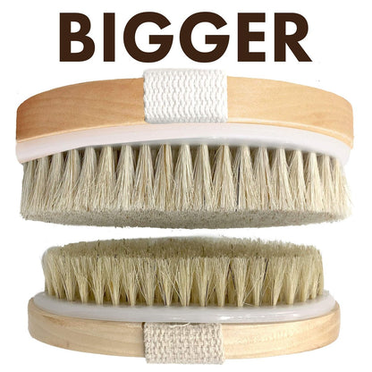 SCALA Natural Bristle Body Brush – Medium Strength Dry Brushing Brush for Exfoliation, Cellulite, Lymphatic Drainage & Blood Flow (Wooden Handle, 5 Count Pack)