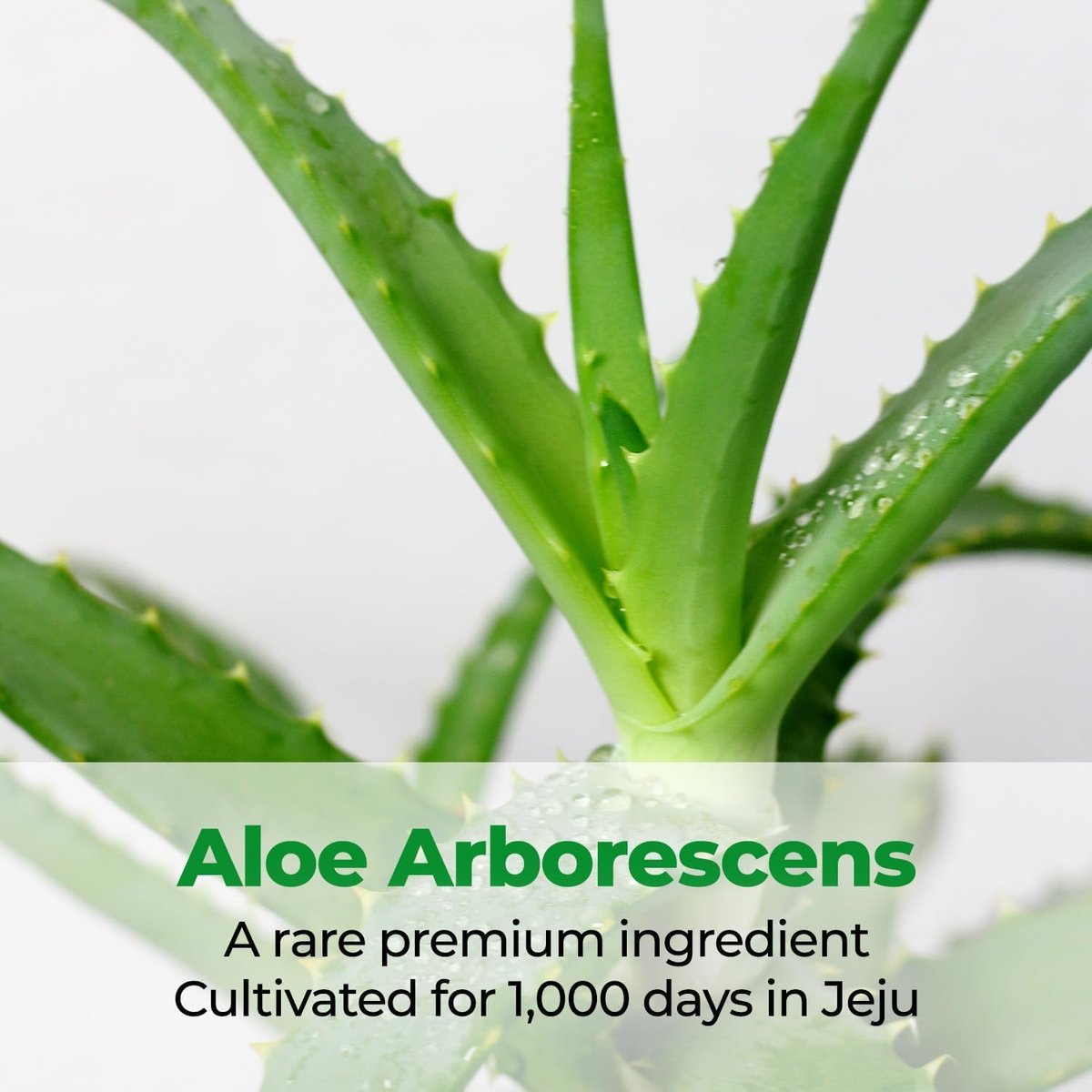 Cure Intensive 2X Cream - Premium Aloe Deep Moisturizing Multi Balm for Dry Skin | Korean Skincare (1.7 oz) Avelisse