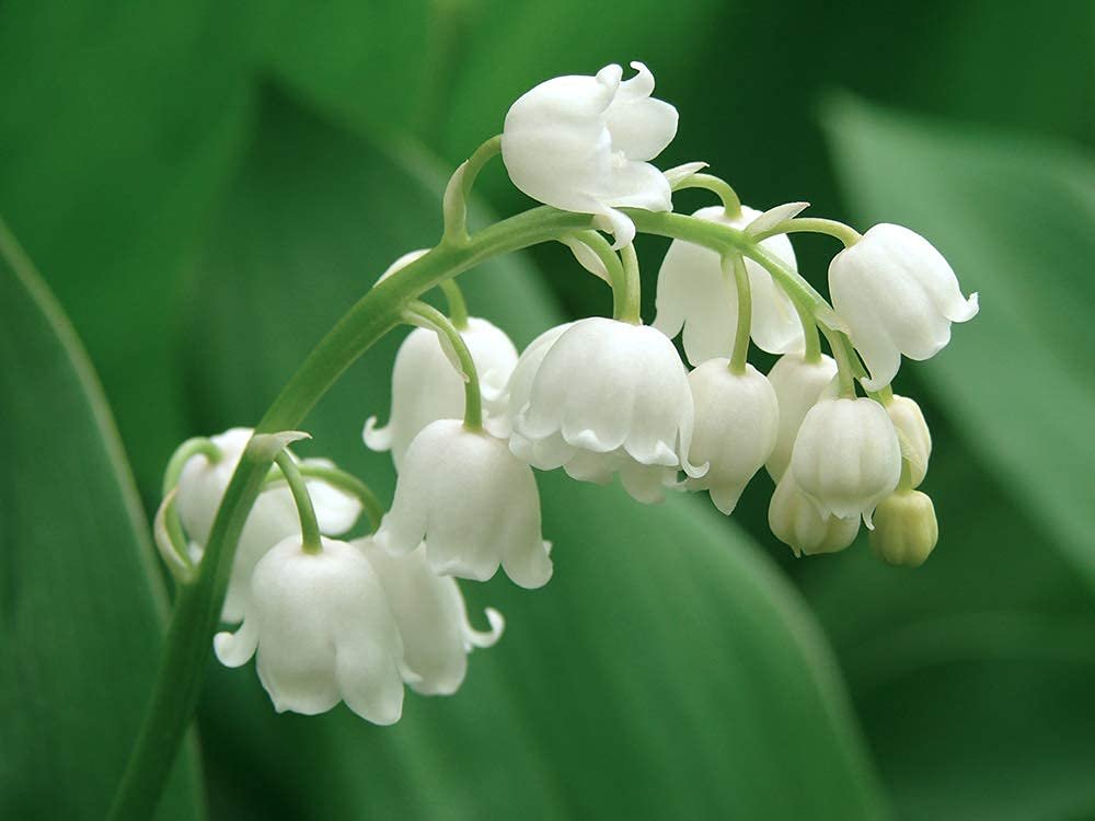 Herb & Root Lily of the Valley Perfume for Women Oil Roll On – Light, Fresh Muguet Fragrance, Long-Lasting, Alcohol-Free Scent Avelisse