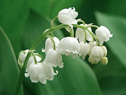 Herb & Root Lily of the Valley Perfume for Women Oil Roll On – Light, Fresh Muguet Fragrance, Long-Lasting, Alcohol-Free Scent Avelisse
