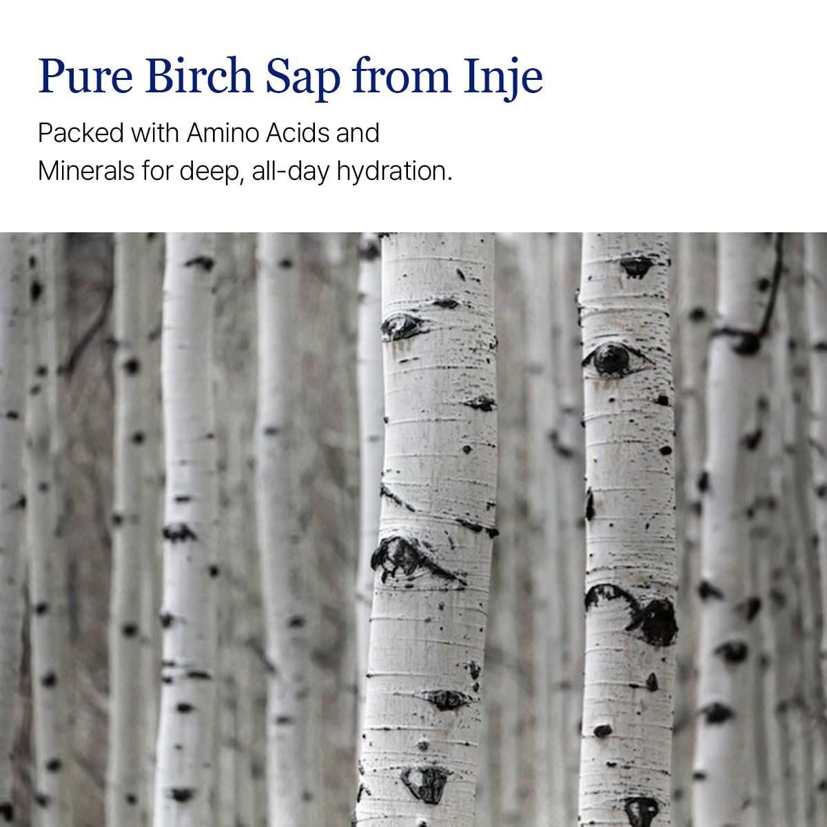ROUND LAB Birch Juice Moisturizing Toner 300ml - Vita Hyaluronic Acid, Alcohol-Free, Fragrance-Free Hydrating Toner Avelisse