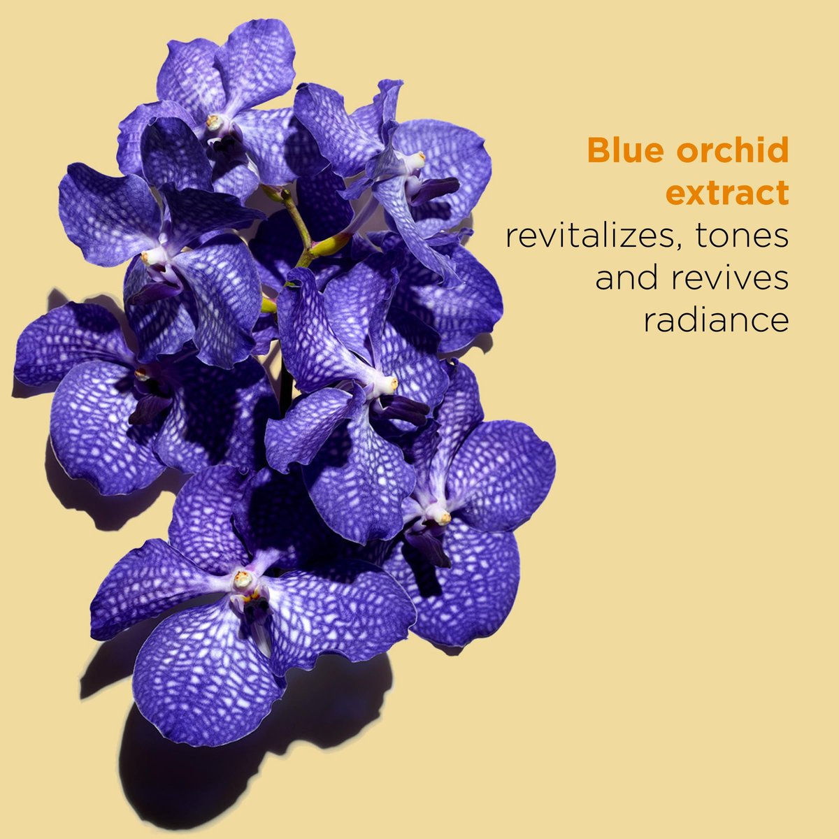 Clarins Blue Orchid Face Oil Treatment – Hydrating, Revitalizing Face Oil for Dry Skin with 100% Natural Plant Extracts Avelisse