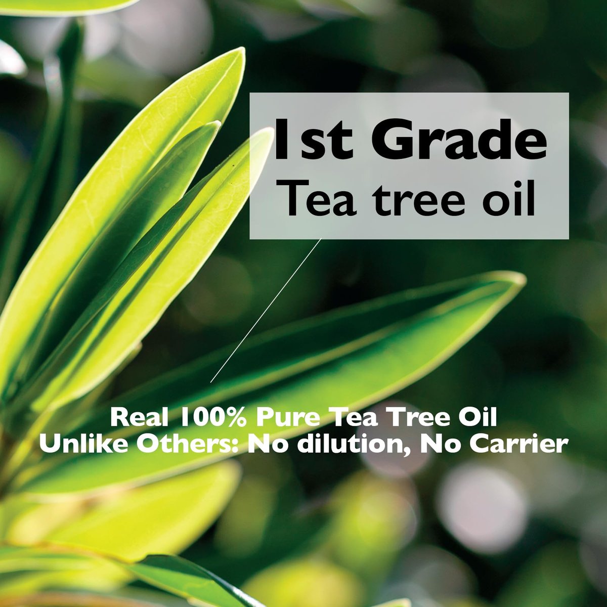 Lazy Society Tea Tree Oil Roll-On – 100% Pure Spot Care for Acne, Blemishes & Pimples, Gentle on Sensitive Skin, 0.18 oz Avelisse