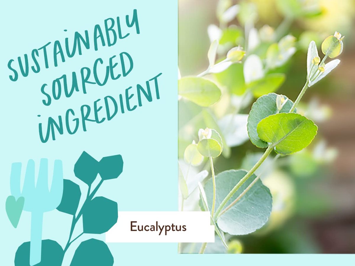 Babo Botanicals Eucalyptus Remedy Shampoo & Wash - Invigorating Eucalyptus & Rosemary Essential Oils - EWG Verified - Vegan & Cruelty Free - 16 Fl Oz Avelisse