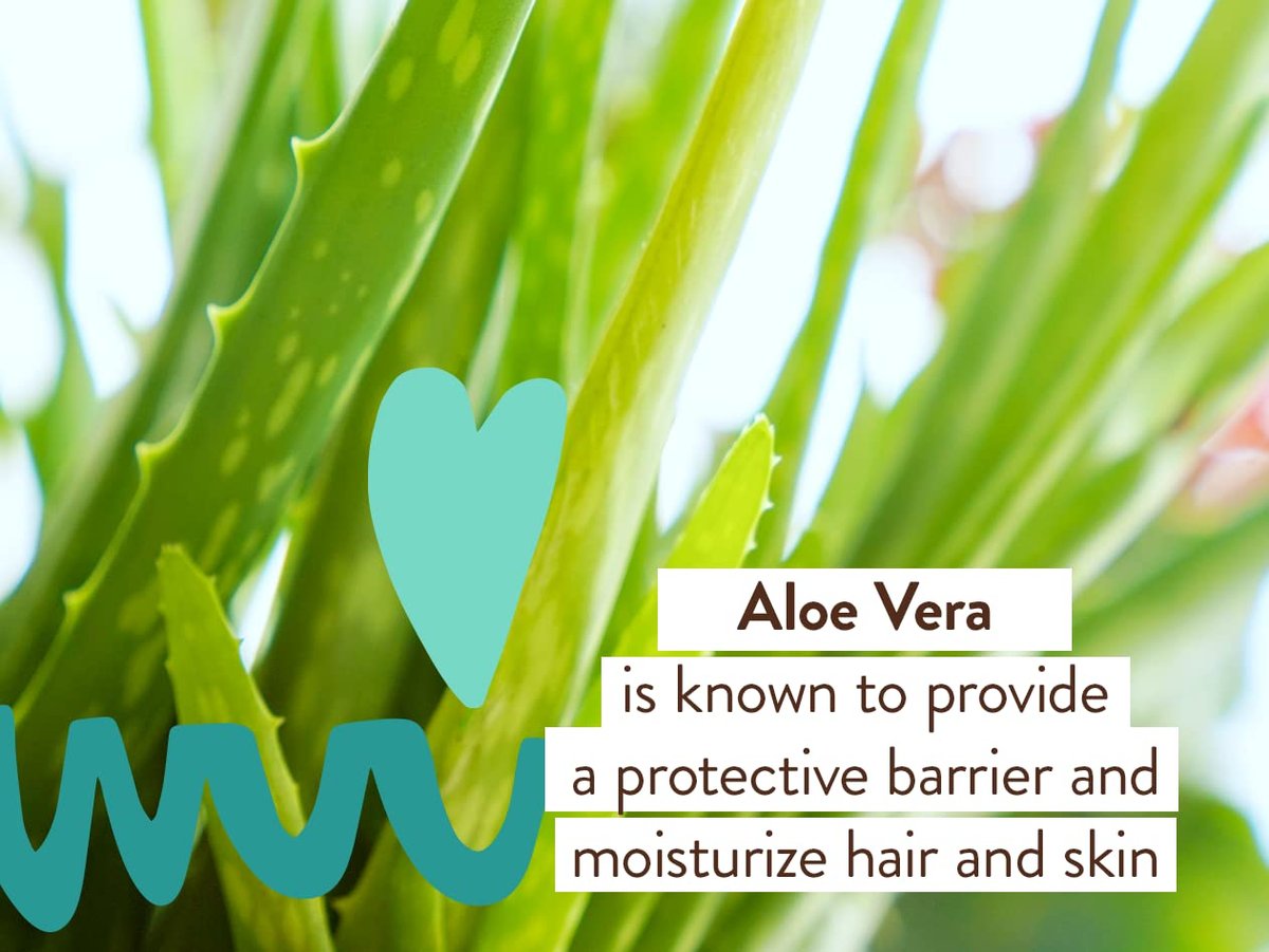 Babo Botanicals Eucalyptus Remedy Shampoo & Wash - Invigorating Eucalyptus & Rosemary Essential Oils - EWG Verified - Vegan & Cruelty Free - 16 Fl Oz Avelisse