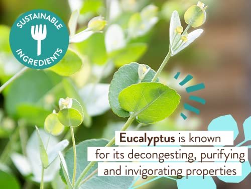 Babo Botanicals Eucalyptus Remedy Shampoo & Wash - Invigorating Eucalyptus & Rosemary Essential Oils - EWG Verified - Vegan & Cruelty Free - 16 Fl Oz Avelisse