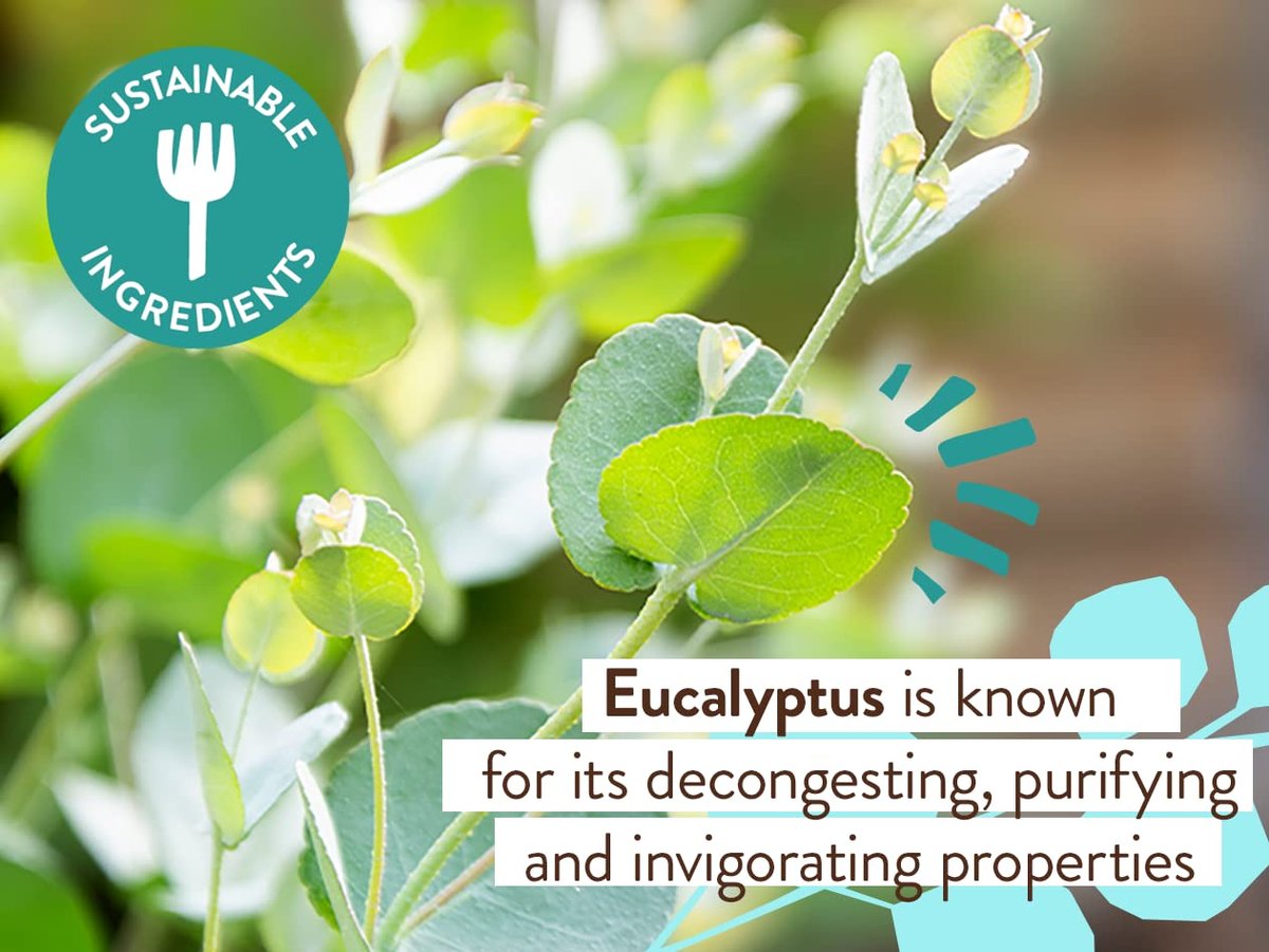 Babo Botanicals Eucalyptus Remedy Shampoo & Wash - Invigorating Eucalyptus & Rosemary Essential Oils - EWG Verified - Vegan & Cruelty Free - 16 Fl Oz Avelisse