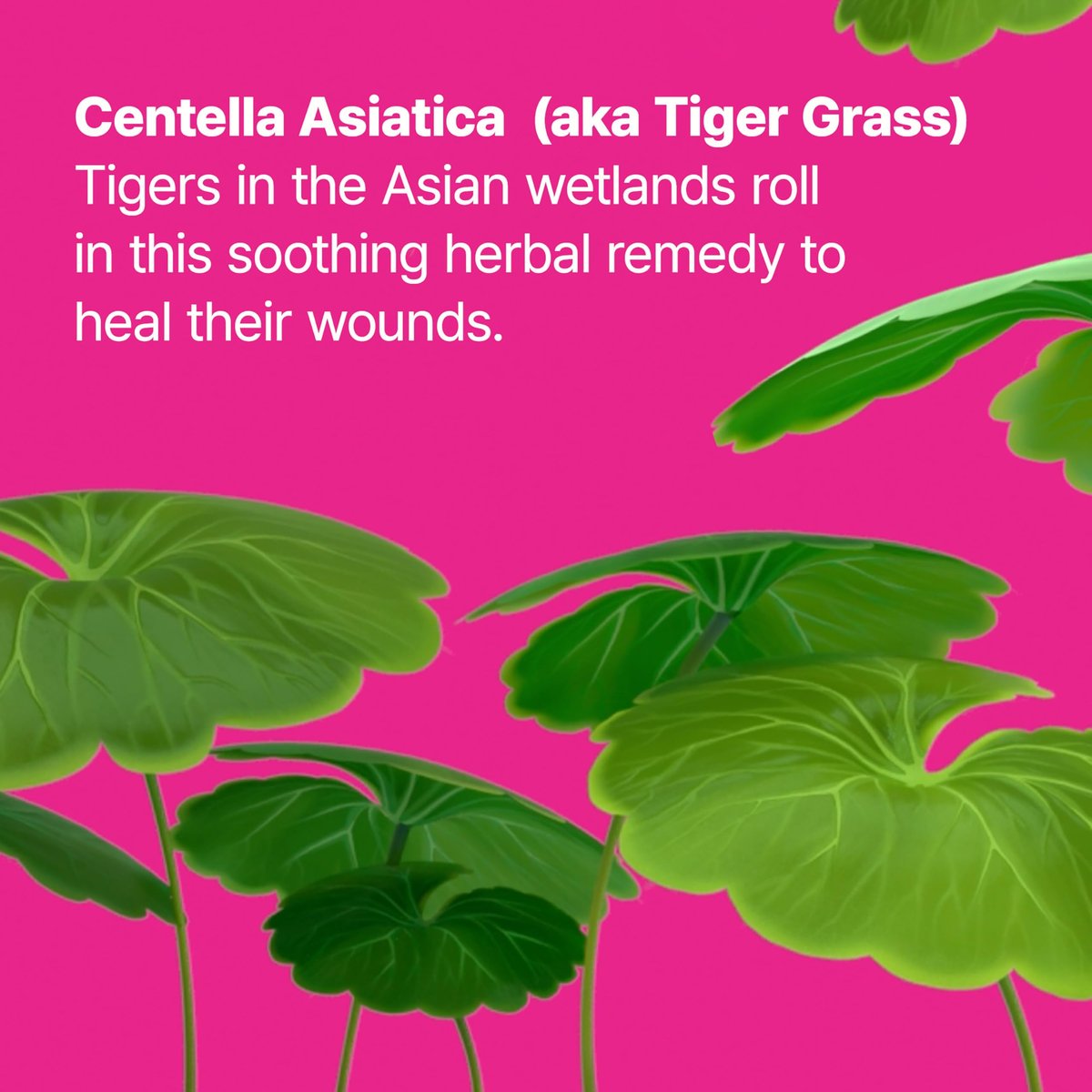 Dr.Jart+ Cicapair Tiger Grass Camo Drops Tinted Serum SPF 35 with Centella Asiatica | Skin Tint | Korean Skin Care Makeup Hybrid, 1.01 Fl Oz Avelisse