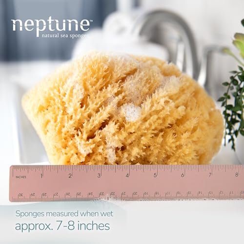 Neptune Caribbean Sea Sponge – Extra Large (7-8 inches) Hand Processed Natural Bath Sponge Avelisse