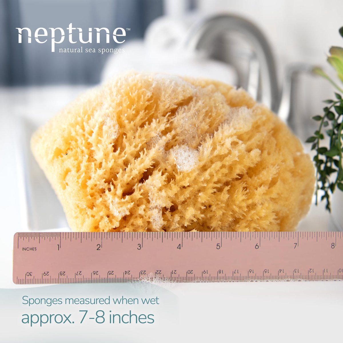 Neptune Caribbean Sea Sponge – Extra Large (7-8 inches) Hand Processed Natural Bath Sponge Avelisse