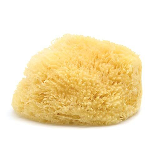 Neptune Caribbean Sea Sponge – Extra Large (7-8 inches) Hand Processed Natural Bath Sponge Avelisse