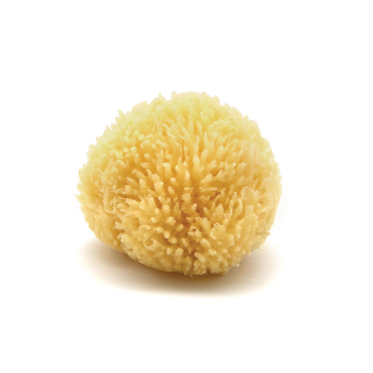 NEPTUNE Caribbean Sea Sponge - Small 4-5 Inch Natural & Eco-Friendly Bath Sponge - görsel 1