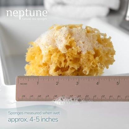 NEPTUNE Caribbean Sea Sponge - Small 4-5 Inch Natural & Eco-Friendly Bath Sponge
