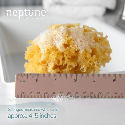 NEPTUNE Caribbean Sea Sponge - Small 4-5 Inch Natural & Eco-Friendly Bath Sponge