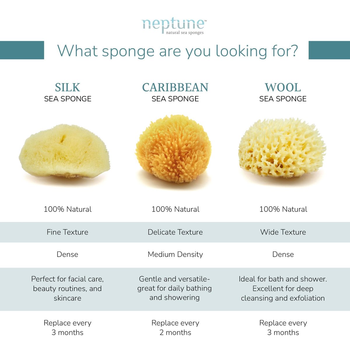 Neptune Caribbean Sea Sponge, Medium (Approx. 5-6 Inch), Hand Processed, Natural & Eco-Friendly Bath Sponge - görsel 8