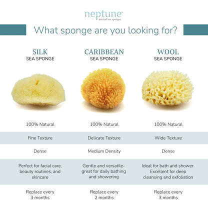 NEPTUNE Caribbean Sea Sponge - Small 4-5 Inch Natural & Eco-Friendly Bath Sponge
