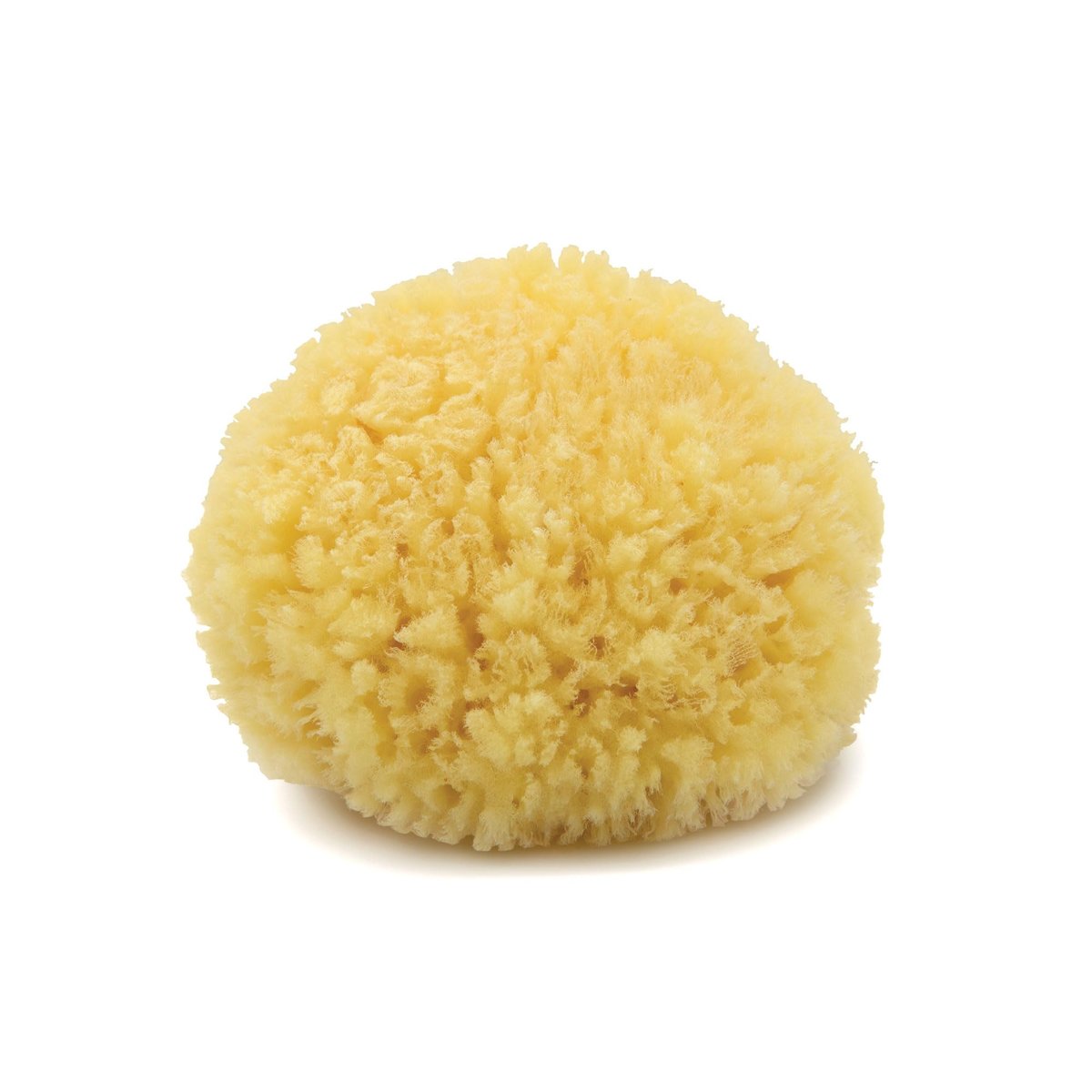 Neptune Caribbean Sea Sponge, Medium (Approx. 5-6 Inch), Hand Processed, Natural & Eco-Friendly Bath Sponge - görsel 2