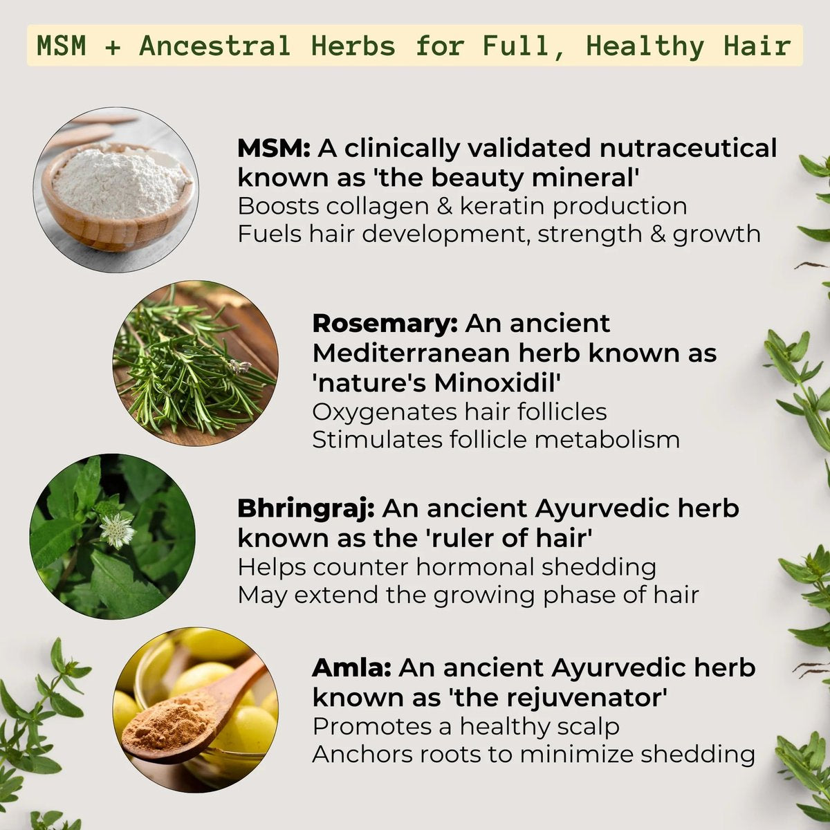 Qhemet Biologics MSM + Rosemary Scalp Nutrients Balm | Food for Hair Growth | MSM, Rosemary, Bhringraj, Castor Oil & Coconut Oil | For Dry Scalp, Thinning & Slow Growth | Vegan (4 oz) Avelisse