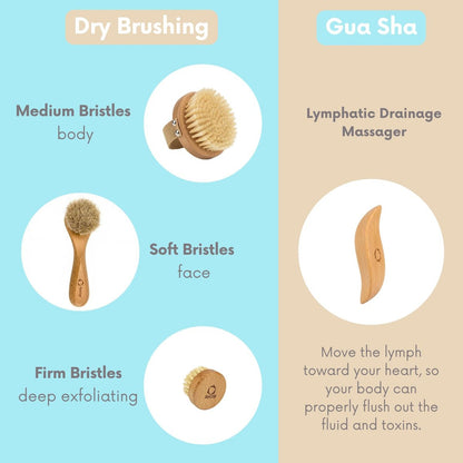 4pcs Dry Brushing Body Brush Set for Lymphatic Drainage - Natural Bristle Dry Skin Brush, Facial Brush, Exfoliating Scrubber, Wood Therapy Massage Tool with Gua Sha, Anti-Cellulite Avelisse