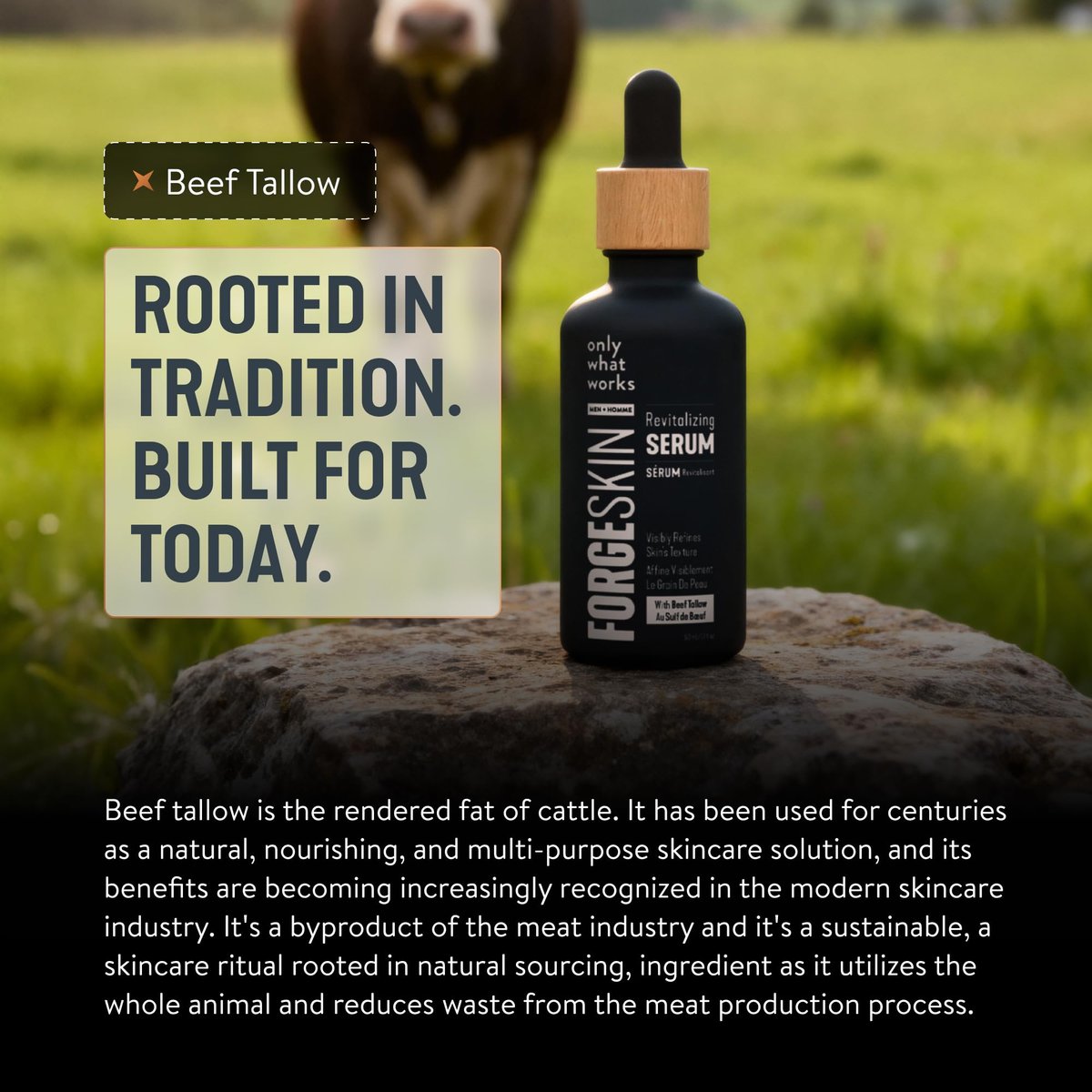 FORGE SKIN® Night Beef Tallow Serum for Men - Tallow-Based Facial Essence with Essential Oils & Green Tea for Wrinkles, Hydration & Radiance (1.7 oz) Avelisse